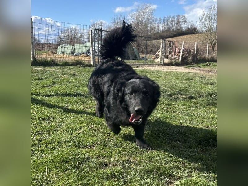 Ćiro ein Familienhund für Kinder