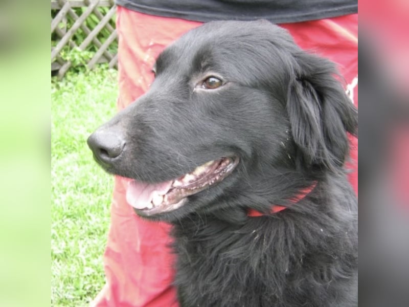 Medo ein Traumhund