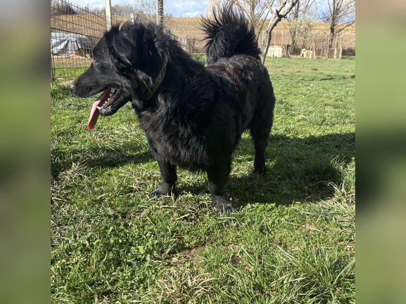 Ćiro ein Familienhund für Kinder