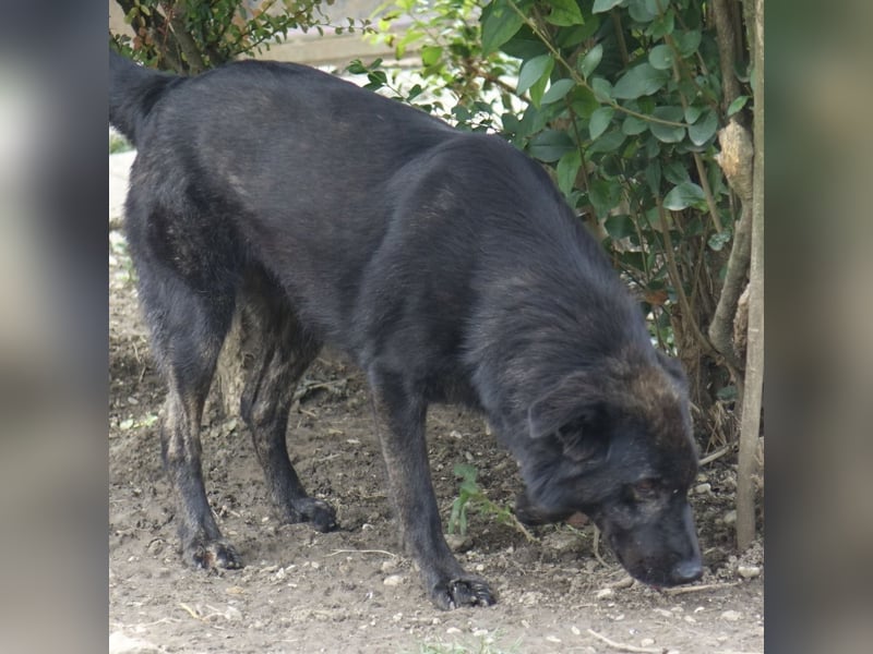Jura - Traumhund sucht seine Familie