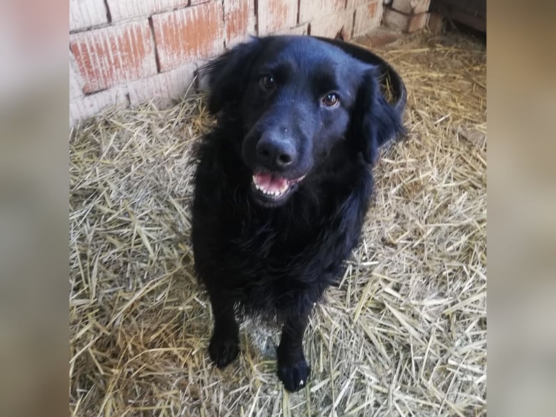 Medo ein Traumhund