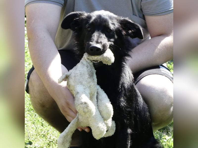 Jura - Traumhund sucht seine Familie