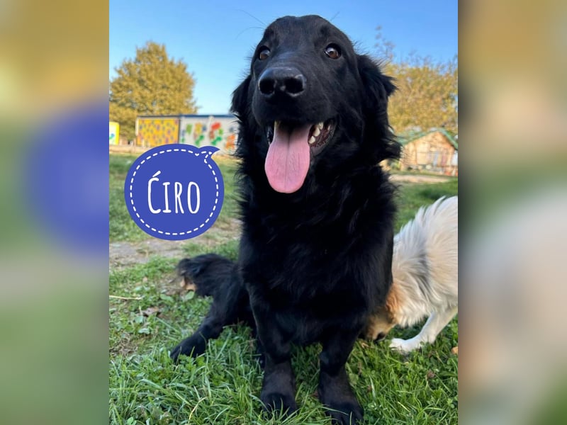 Ćiro ein Familienhund für Kinder