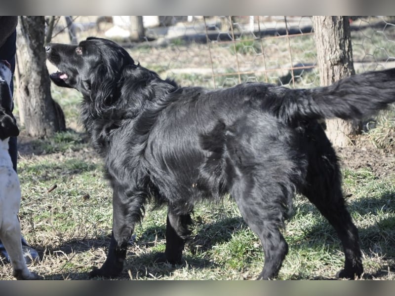 Medo ein Traumhund