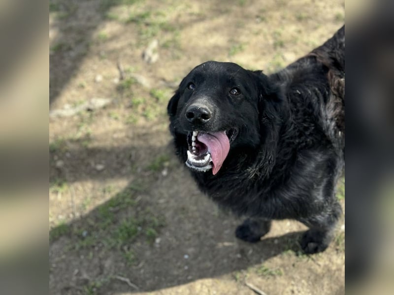 Ćiro ein Familienhund für Kinder