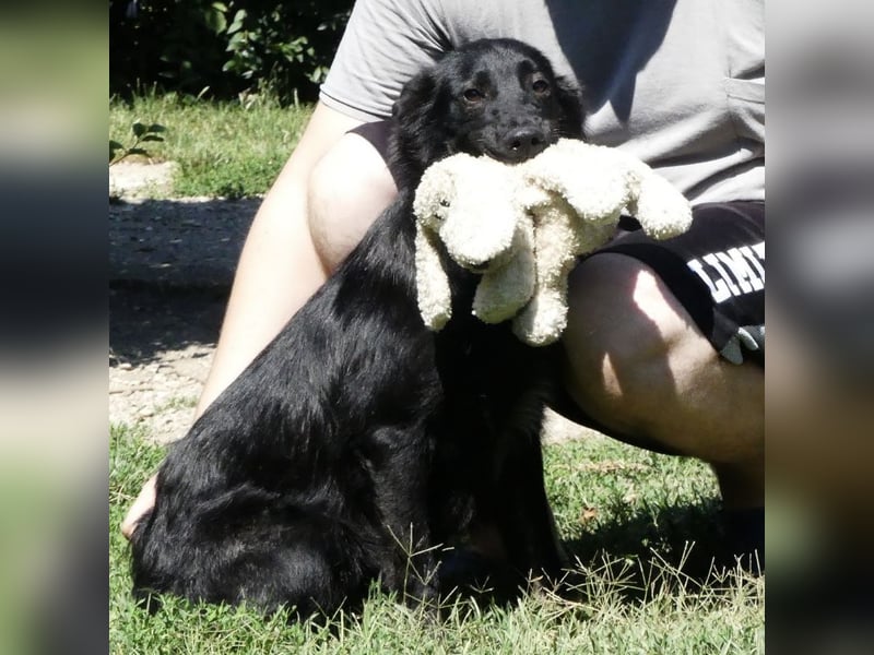Jura - Traumhund sucht seine Familie