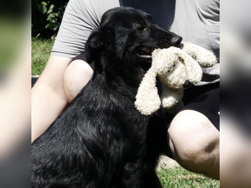 Jura - Traumhund sucht seine Familie