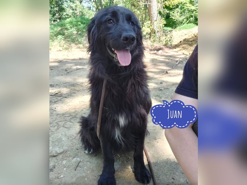 Juan ein vorsichtiger Rüde