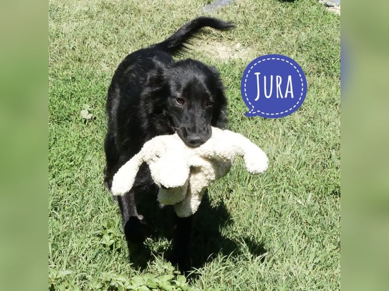 Jura - Traumhund sucht seine Familie