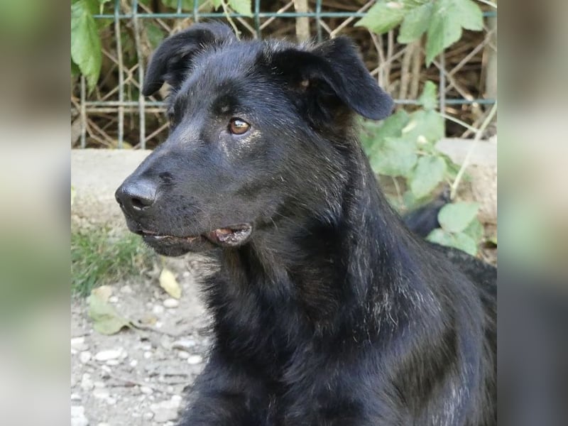 Jura - Traumhund sucht seine Familie