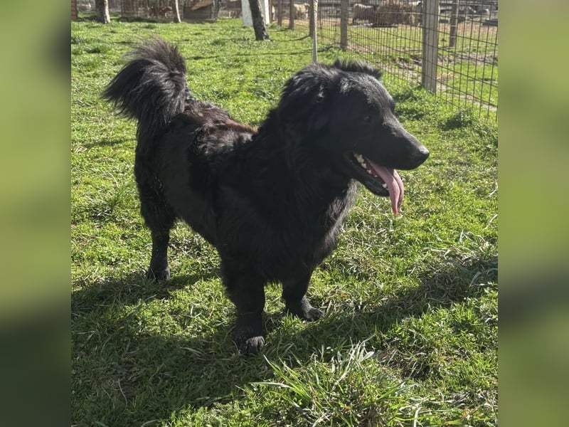 Ćiro ein Familienhund für Kinder