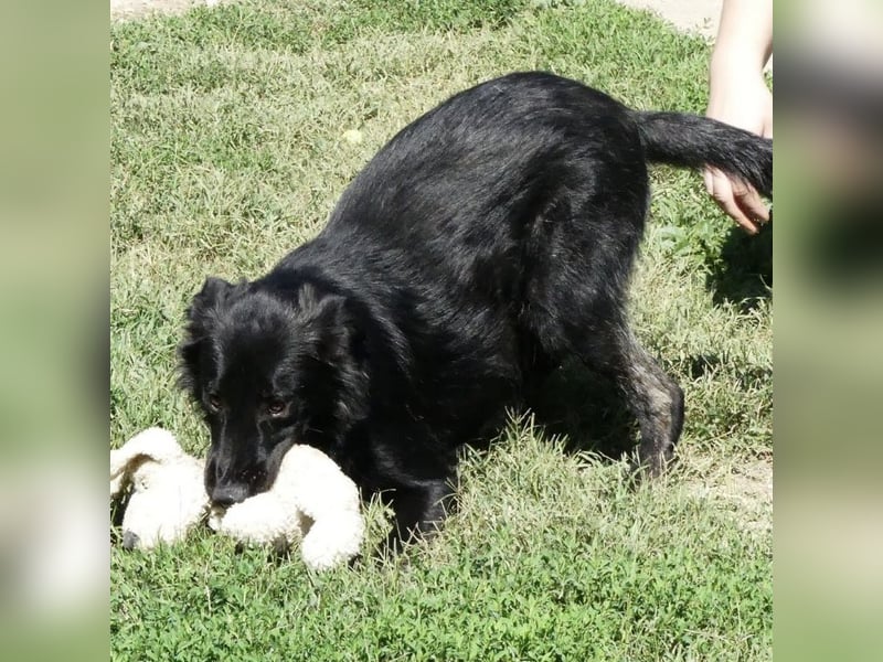 Jura - Traumhund sucht seine Familie
