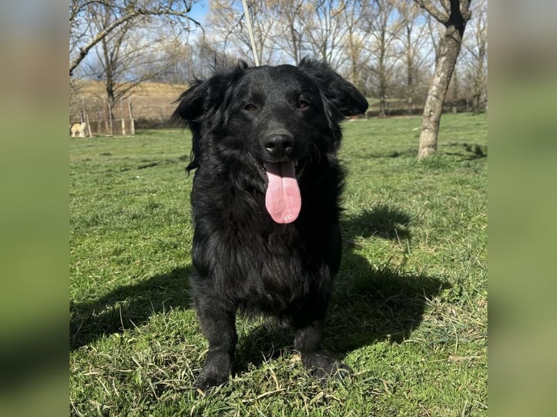 Ćiro ein Familienhund für Kinder