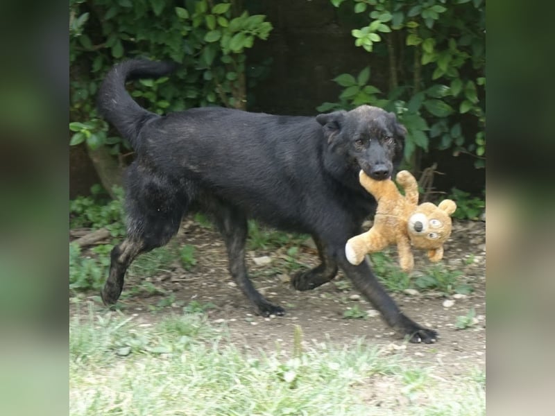 Jura - Traumhund sucht seine Familie