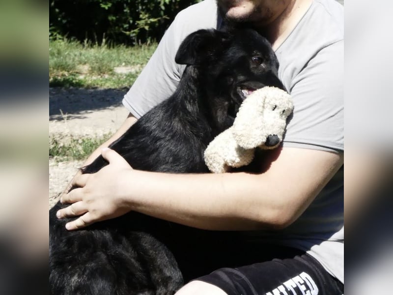 Jura - Traumhund sucht seine Familie