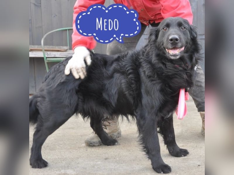 Medo ein Traumhund