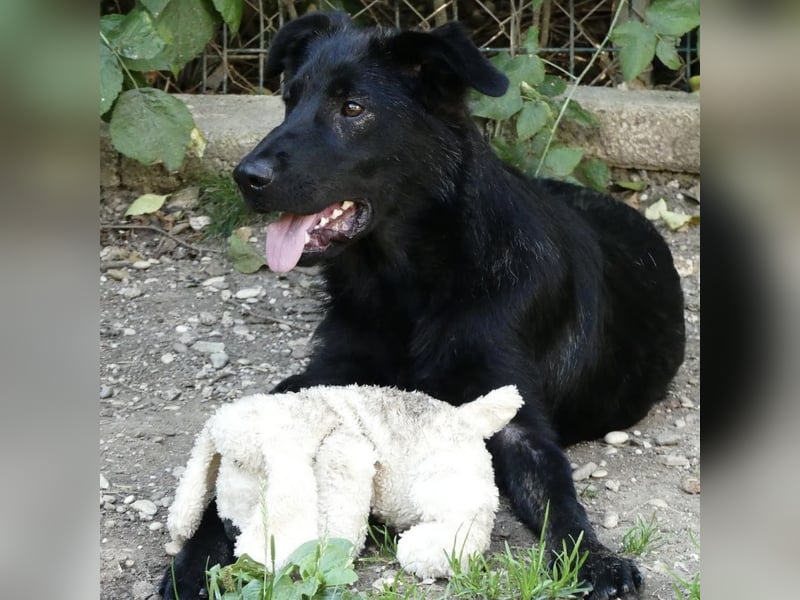Jura - Traumhund sucht seine Familie