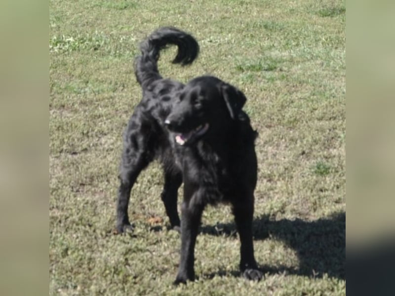 Medo ein Traumhund