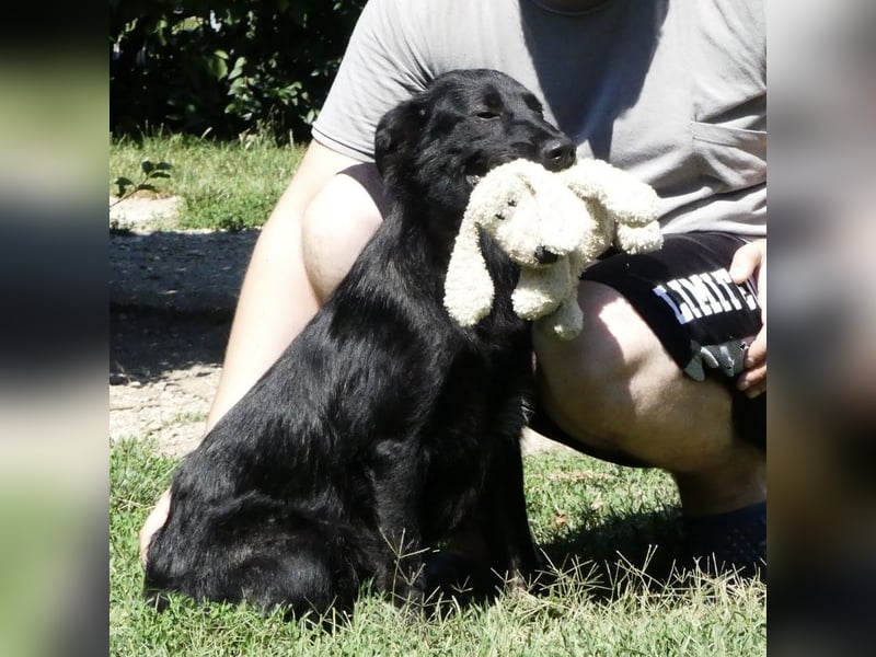 Jura - Traumhund sucht seine Familie