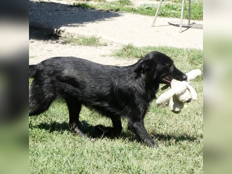 Jura - Traumhund sucht seine Familie
