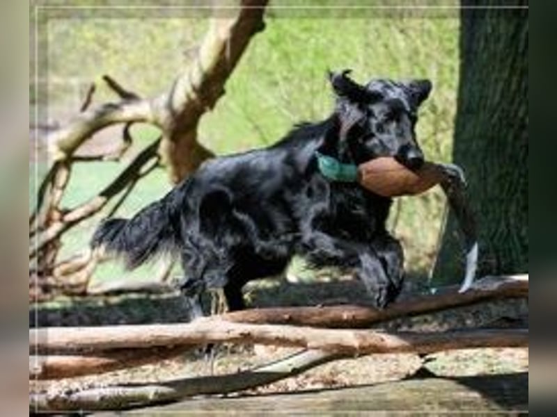 Flat coated Retriever Welpen m. FCI Papieren