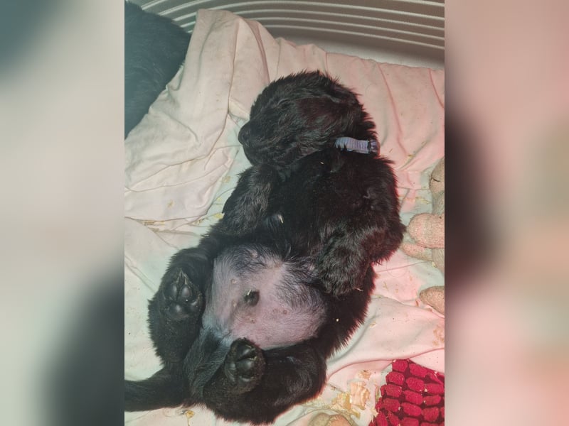 Flat coated Retriever Welpen m. FCI Papieren