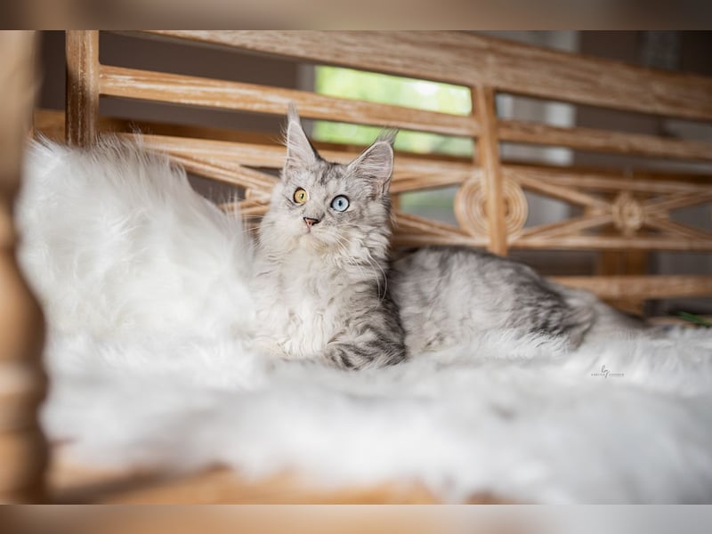 Foto & Video für liebende Tierbesitzer & Züchter