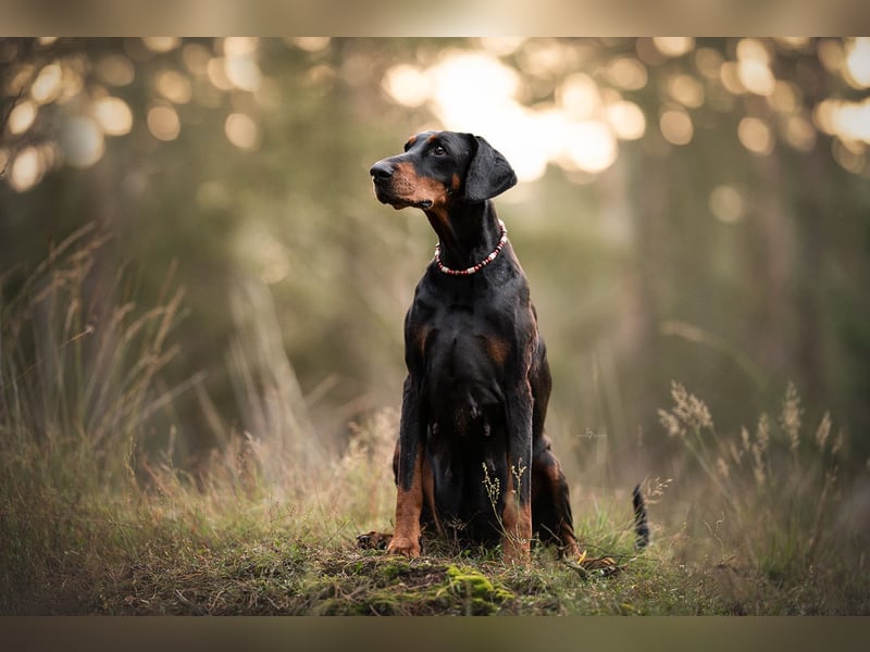 Foto & Video für liebende Tierbesitzer & Züchter