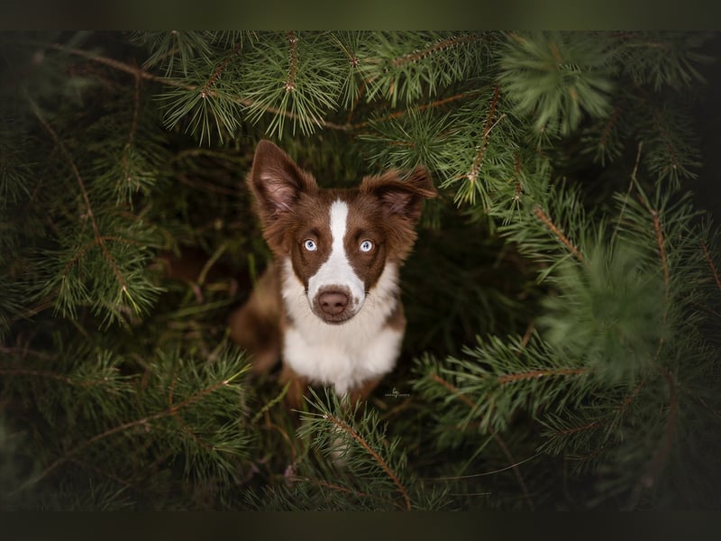 Foto & Video für liebende Tierbesitzer & Züchter