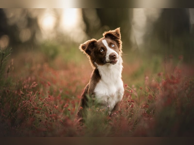 Foto & Video für liebende Tierbesitzer & Züchter