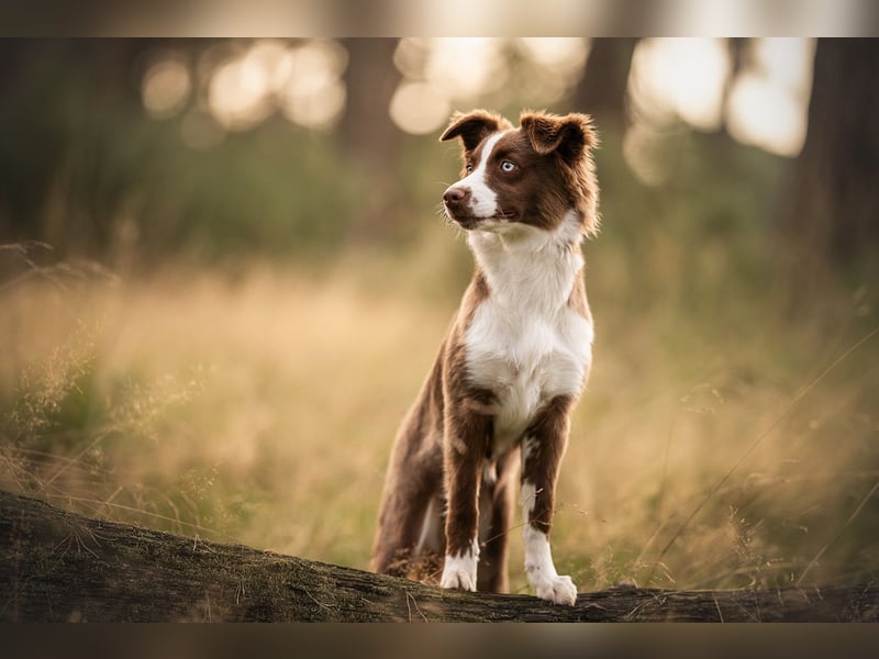 Foto & Video für liebende Tierbesitzer & Züchter