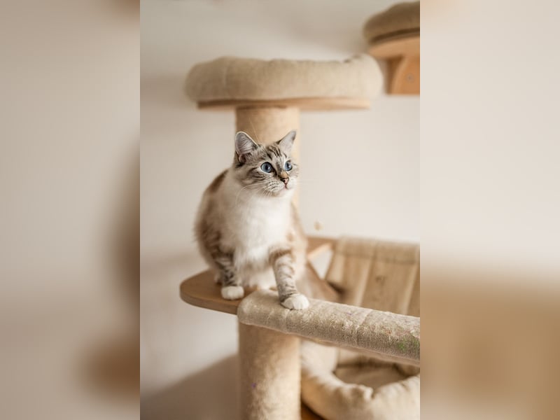 Foto & Video für liebende Tierbesitzer & Züchter