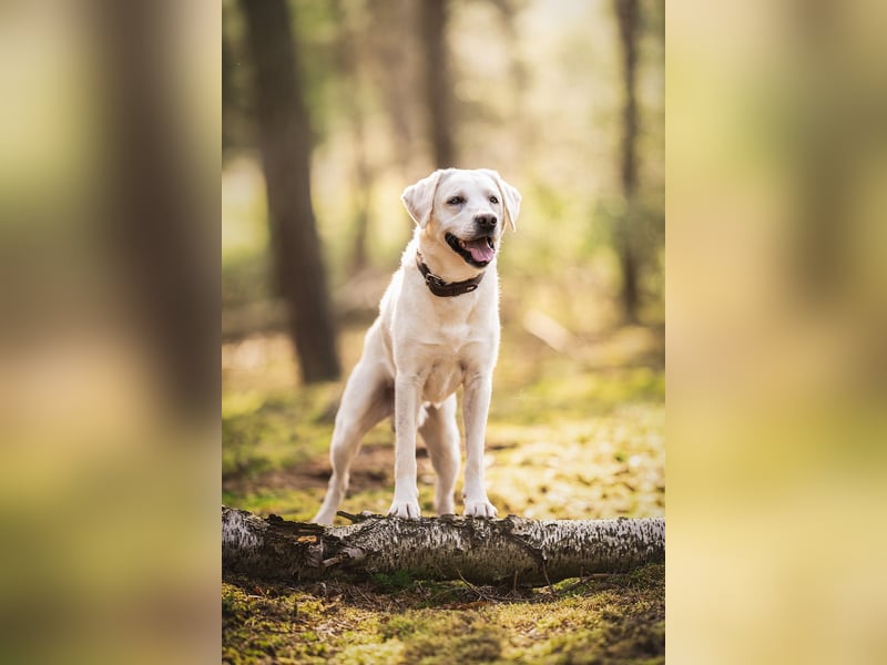 Foto & Video für liebende Tierbesitzer & Züchter