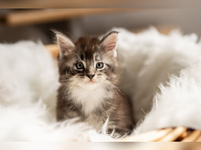 Foto & Video für liebende Tierbesitzer & Züchter