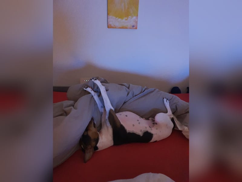 EIN 1 jahr vermutlich Rein-Rassigen Vox Terrier Rüde