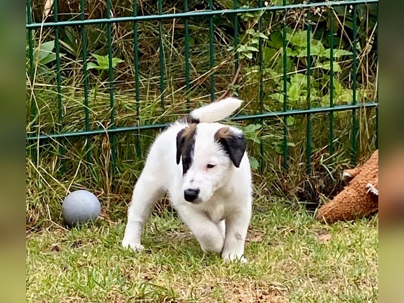 Foxterrier Glatthaar Welpen v. d. Bismarckquelle