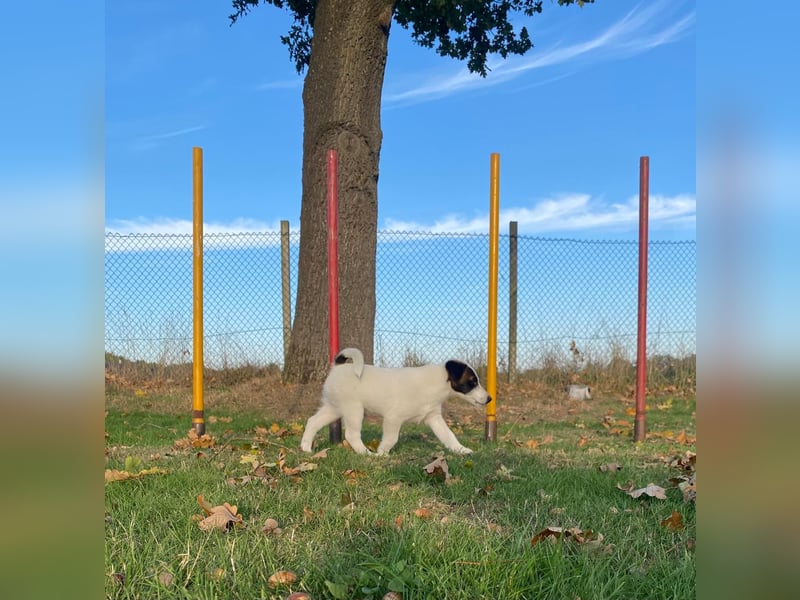 Foxterrier Glatthaar Welpen v. d. Bismarckquelle