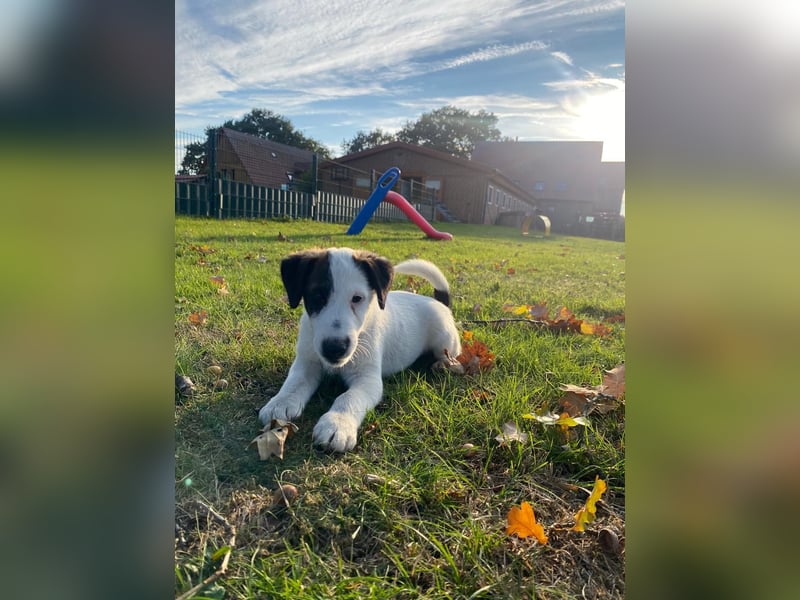 Foxterrier Glatthaar Welpen v. d. Bismarckquelle
