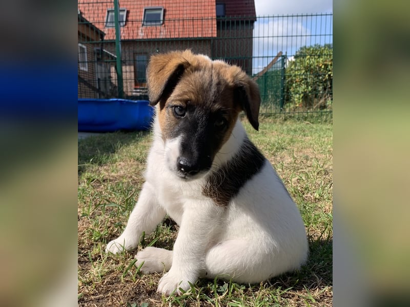 Foxterrier Glatthaar Welpen v. d. Bismarckquelle