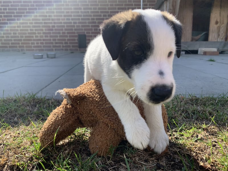 Foxterrier Glatthaar Welpen v. d. Bismarckquelle