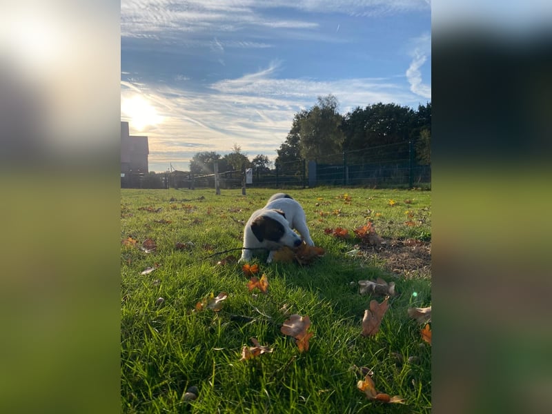 Foxterrier Glatthaar Welpen v. d. Bismarckquelle