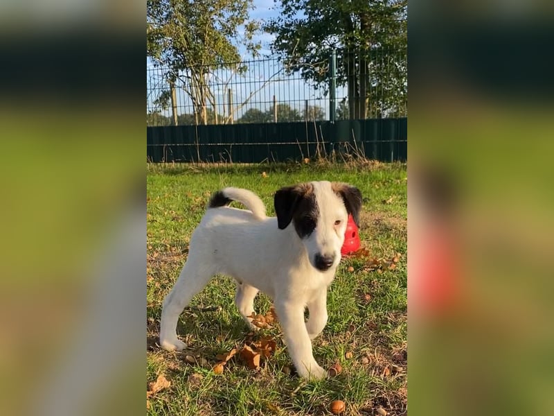 Foxterrier Glatthaar Welpen v. d. Bismarckquelle