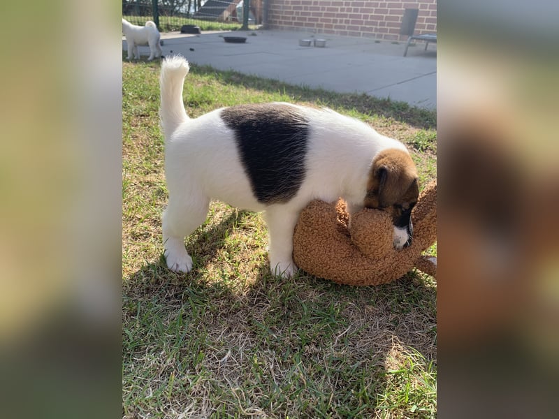 Foxterrier Glatthaar Welpen v. d. Bismarckquelle