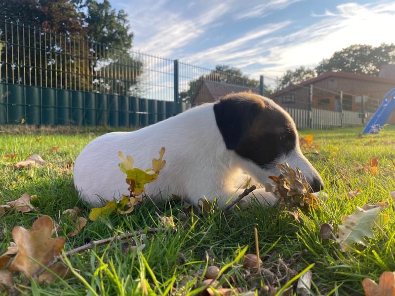 Foxterrier Glatthaar Welpen v. d. Bismarckquelle