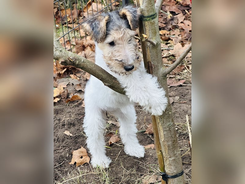 Foxterrier ( Drahthaar)