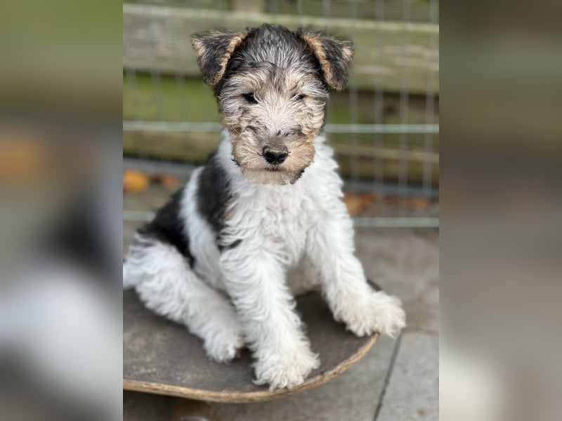 Foxterrier ( Drahthaar)