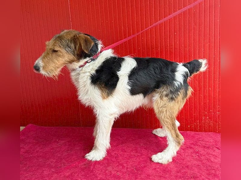 (R) ❤️ superlieber Foxi ROCKY - 6,5 Jahre, 40cm/10kg