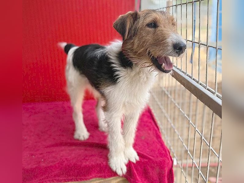 (R) ❤️ superlieber Foxi ROCKY - 6,5 Jahre, 40cm/10kg