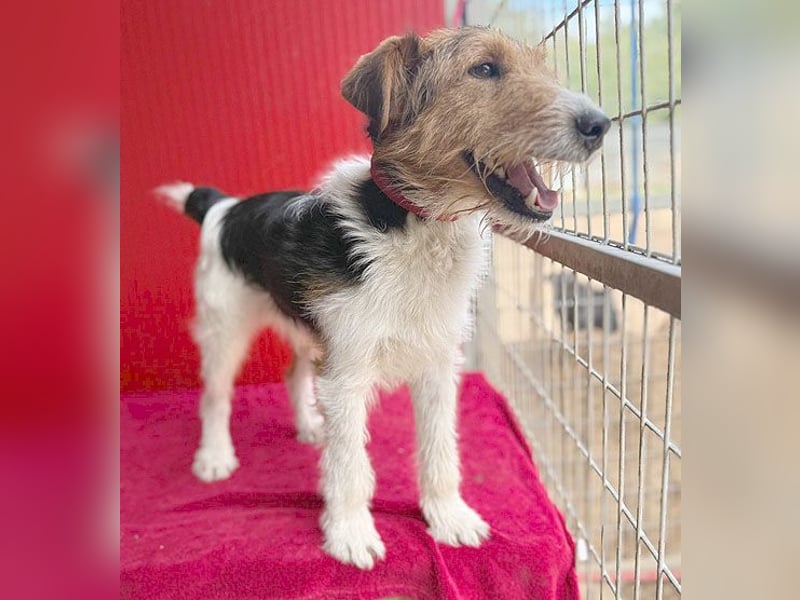 (R) ❤️ superlieber Foxi ROCKY - 6,5 Jahre, 40cm/10kg