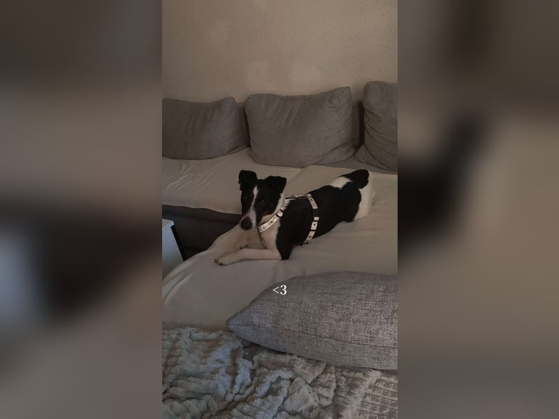 Foxterrier 